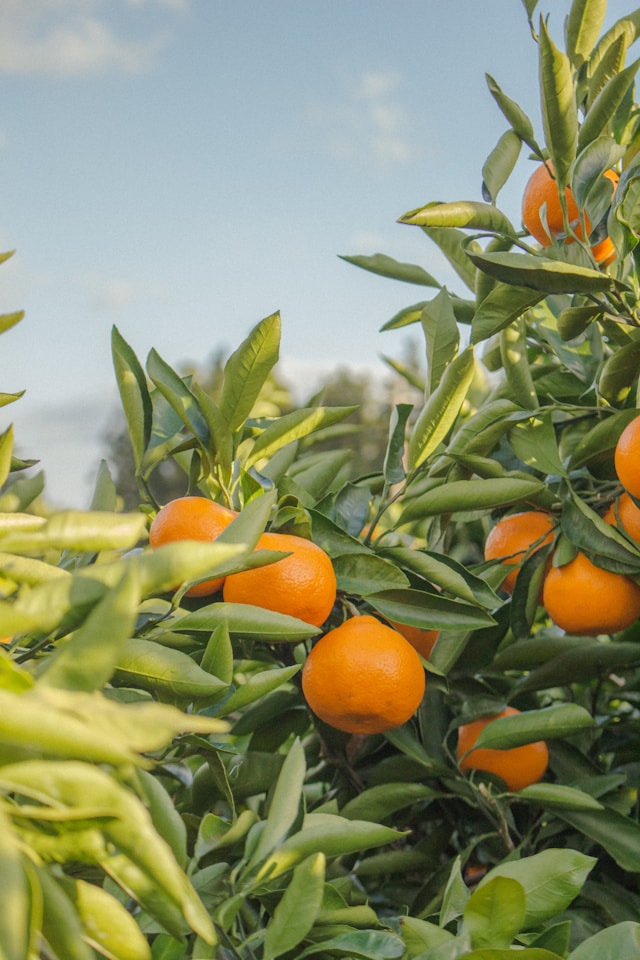 orange image
