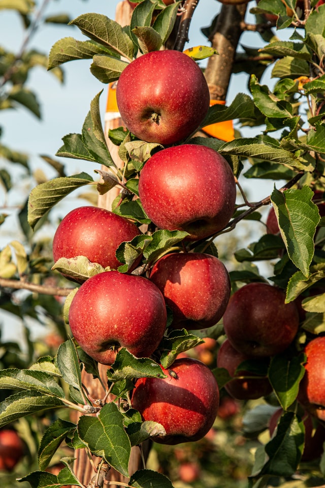 apple image